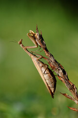Europäische Gottesanbeterin (Mantis religiosa)