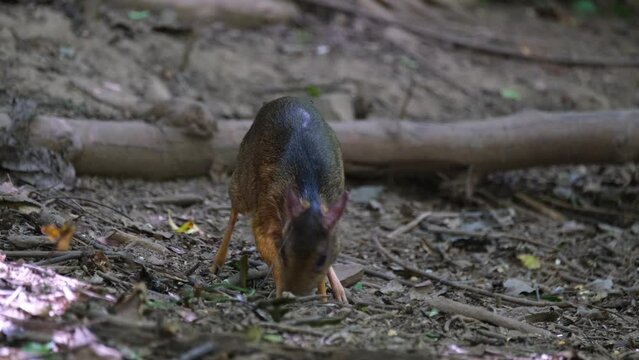 Foraging for some fruits on the forestgound then looks up to be cautious, Lesser Mouse-deer Tragulus kanchil, Thailand
