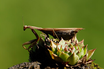 Europäische Gottesanbeterin (Mantis religiosa) auf Hauswurz