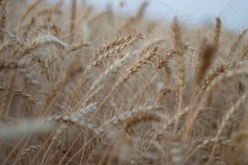 Fototapeta premium Indian harvest field crop look beautiful