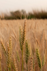 Indian harvest field crop look beautiful