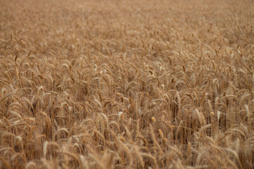 wheat yellow harvest ready for cutting.