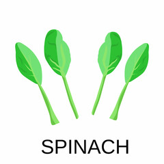 Vector illustration, spinach with isolated white background 