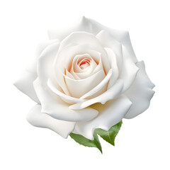white rose isolated on transparent background.