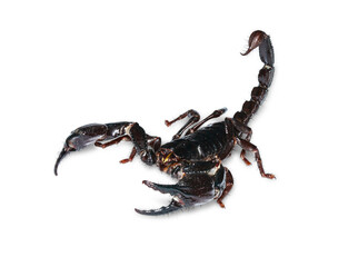 Black scorpion on transparent png - 653564475