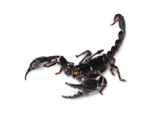 Black scorpion on transparent png