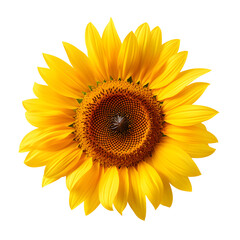 sunflower isolated on transparent background.