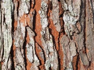Tree bark texture. Endless wooden background for filling web pages or graphic designs. Oak or maple...