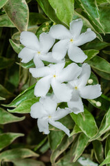 Obraz na płótnie Canvas Common jasmine, commonly called pinwheel flower or crepe jasmine, little white flowers on the garden