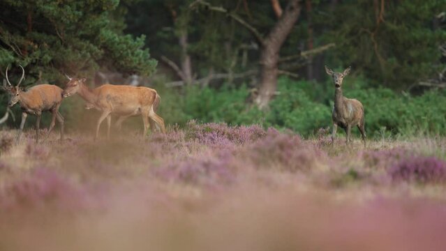Red deer with muddy coats after wallowing in glade, The Veluwe, rutting season