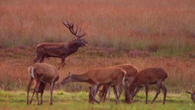 Territorial red deer stag near harem bellows releasing breath vapor in morning