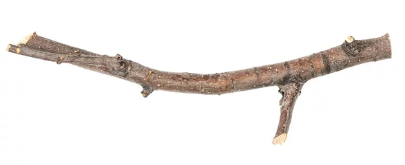 Schilderijen op glas Dry tree twig and branch with knots isolated white background. Dry brushwood. stick tree. pieces of broken wood plank. © Илья Подопригоров