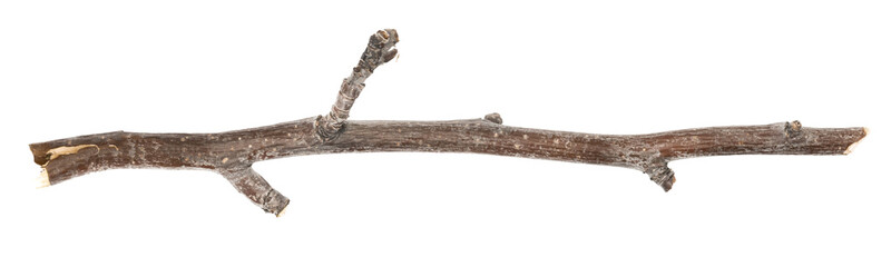 Dry tree twig and branch with knots isolated white background. Dry brushwood. stick tree. pieces of broken wood plank.