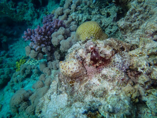 Camouflaged fish in the coral reef of the Red Sea
