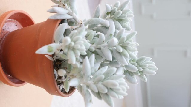VERTICAL VIDEO. Senecio Haworthii Succulent or cocoon plant. Rotating turntable shot.