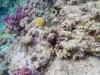 Camouflaged fish in the coral reef of the Red Sea