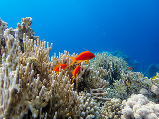 Beautiful red fish in the coral reef of the Red Sea