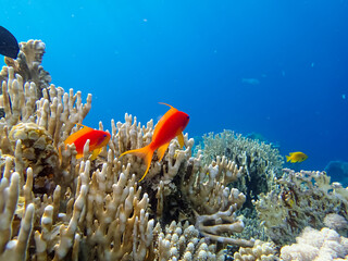 Beautiful red fish in the coral reef of the Red Sea