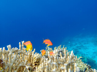 Beautiful red fish in the coral reef of the Red Sea