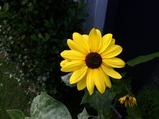 yellow flowers in the garden