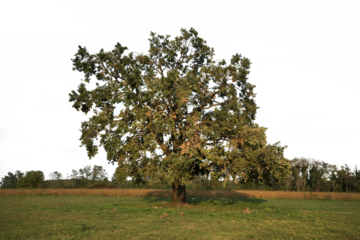 a large oak tree in the countryside