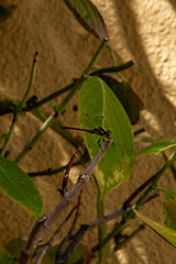Dragonfly