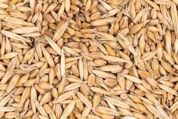 Cereal seeds texture background. pile oats, wheat, barley close-up