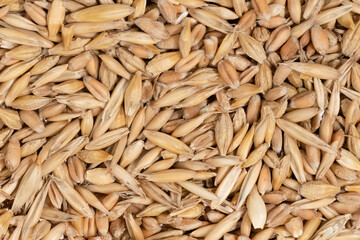 Cereal seeds texture background. pile oats, wheat, barley close-up