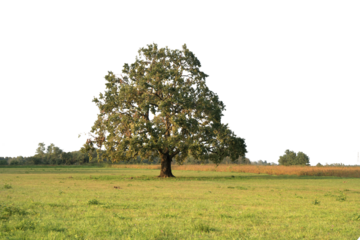 a large oak tree in the countryside