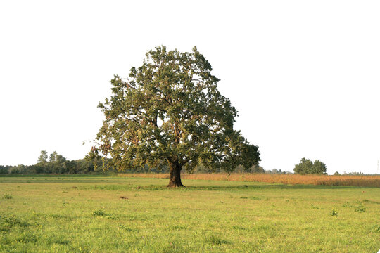a large oak tree in the countryside