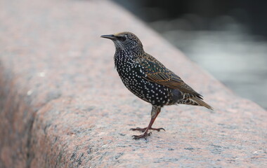 A mottled starling sits on a granite fence