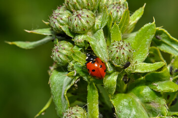 Little ladybug sits on a green leaf