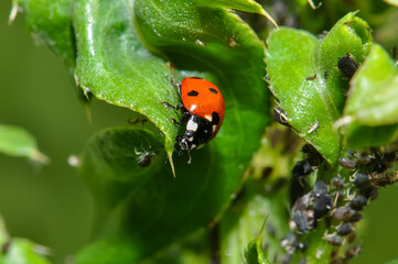 Little ladybug sits on a green leaf