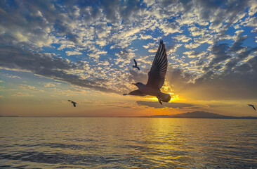 Seagulls flying at sunset near Thassos Island in Greece , south-east Europe , beautiful sky colors and calm Aegean sea