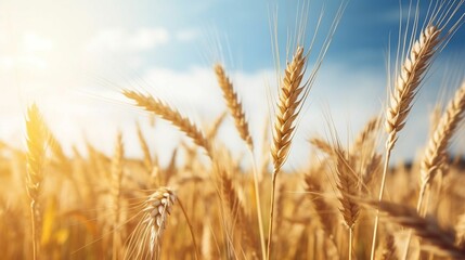 Summer field with golden wheat blur sky
