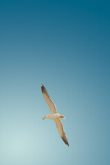 Cover page with flying big seagull at blue sky color gradient background with copy space at sunset colors. Concept travel, freedom and nomadic lifestyle