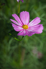 Obraz premium 初秋の公園で、可憐な花を咲かせているコスモスの美しい風景