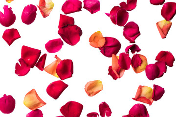 Floating red rose petals isolated on a white or transparent background, Beautiful rose flower petals on a transparent background 