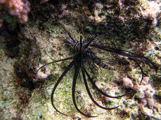 Beautiful dark colored lionfish in the coral reef of the Red Sea