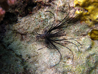Beautiful dark colored lionfish in the coral reef of the Red Sea