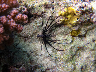Beautiful dark colored lionfish in the coral reef of the Red Sea