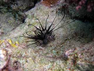 Beautiful dark colored lionfish in the coral reef of the Red Sea