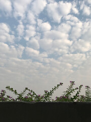 Flower sky on the balcony