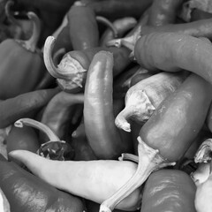 Photo on theme long dark hot chili pepper