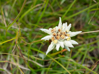 Edelweiss in nature. Rare alpine flower on mountain meadow