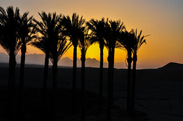 Sunset in Egypt with palm trees in the background