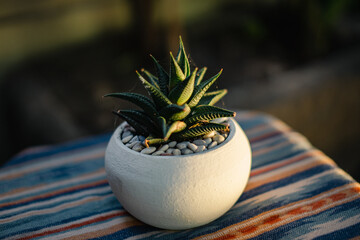 Close-up and bokeh of a haworthia andy succulent plant in a small white pot placed on a table with...
