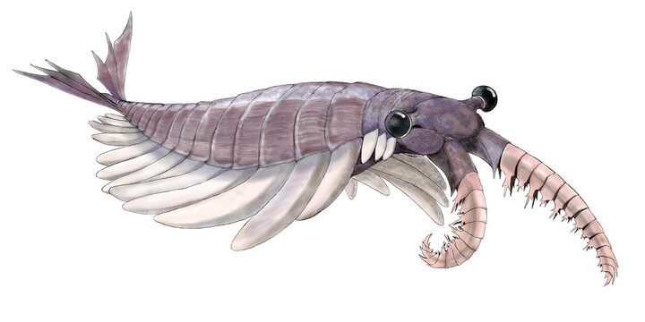 古代の海生節足動物　アノマロカリス　カナデンシス。科学的検証方法の進歩によって全体象を描きなおしたもの。この角度では本来見えない吻部も描き込んで図録化した。カンブリア紀の海棲生物の食物連鎖の頂点。奇妙なエビという意味だが、むしろ印象はシャコを想起させる。