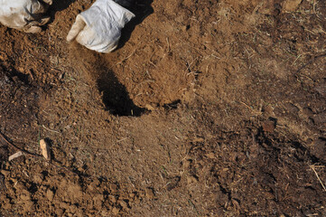 reforestation for CO2 reduction
