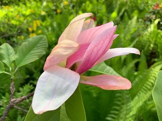 Lila Lilie / Lilien Blütenkopf © hachri